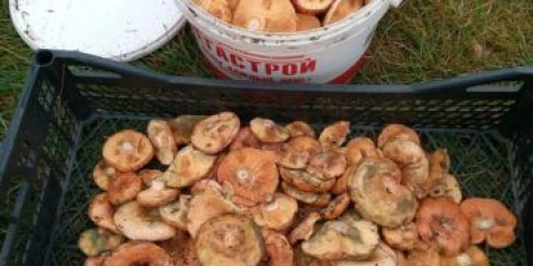 Kako pržiti pečurke u tiganju: sa lukom, u brašnu, pavlaci, kraljevski